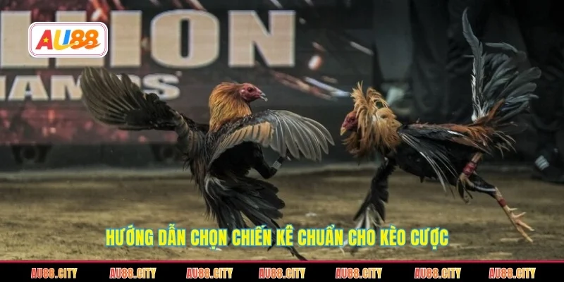 Hướng dẫn chọn chiến kê chuẩn cho kèo cược